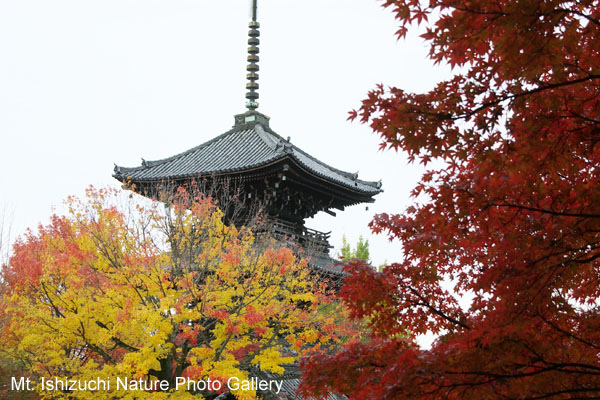 kyoto (069)